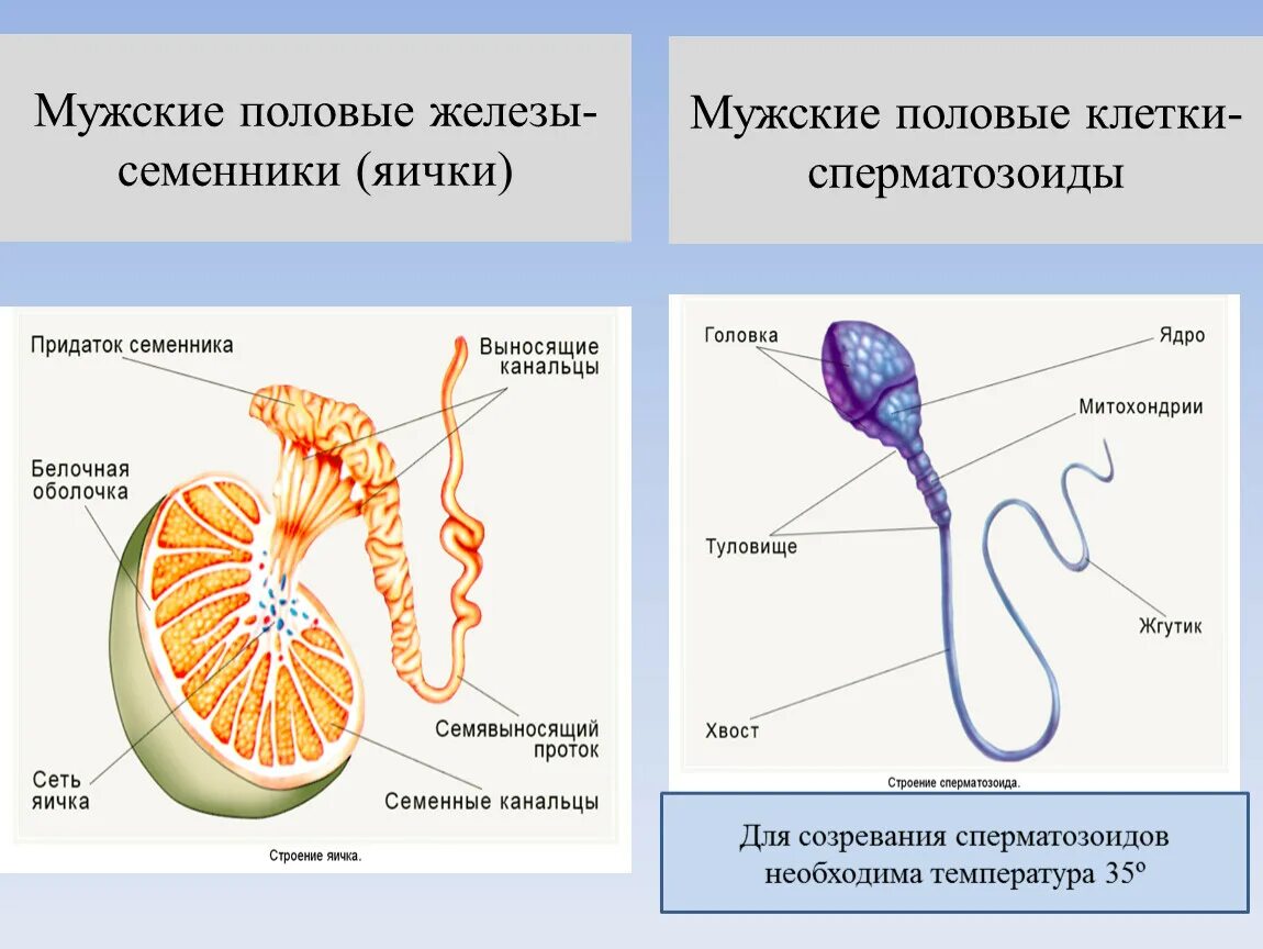 Уроки половой орган. Мужская половая система железы. Строение половых желёз. Строение мужских и женских половых желез. Мужская половая система схема.