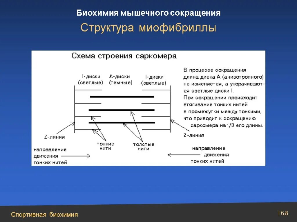 Сокращение саркомера. Строение миофибриллы биохимия. Схема мышечного сокращения биохимия. Биохимические сокращения мышечного волокна. Структура саркомера биохимия.