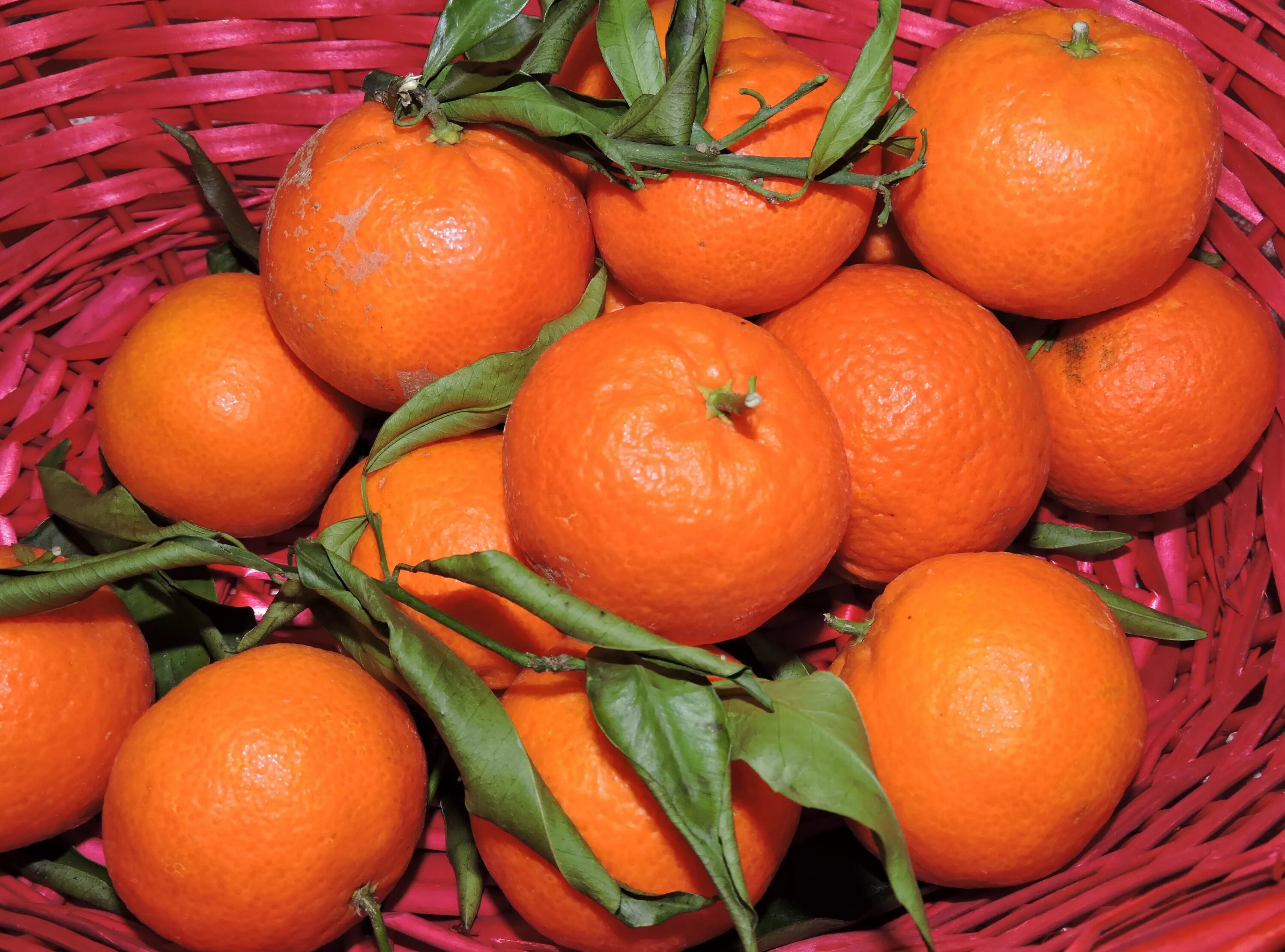 Апельсин фрукт или ягода. Танжерин цитрус. Клементин мандарин Танжерин. Мандарин оранжевый Клементин.