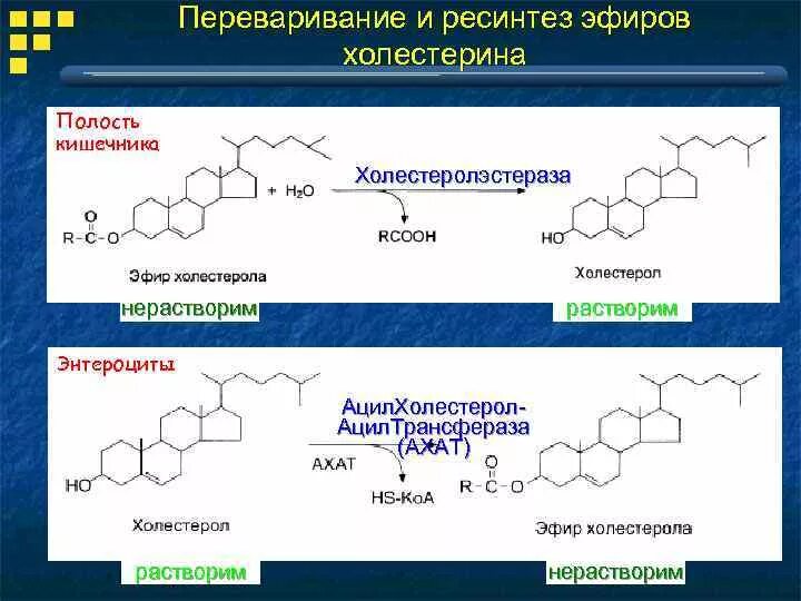 Ферменты холестерина. Реакция ресинтеза эфиров холестерола. Реакция ресинтеза эфиров холестерина. Фермент эфиров холестерола. Эфир холестерина формула.