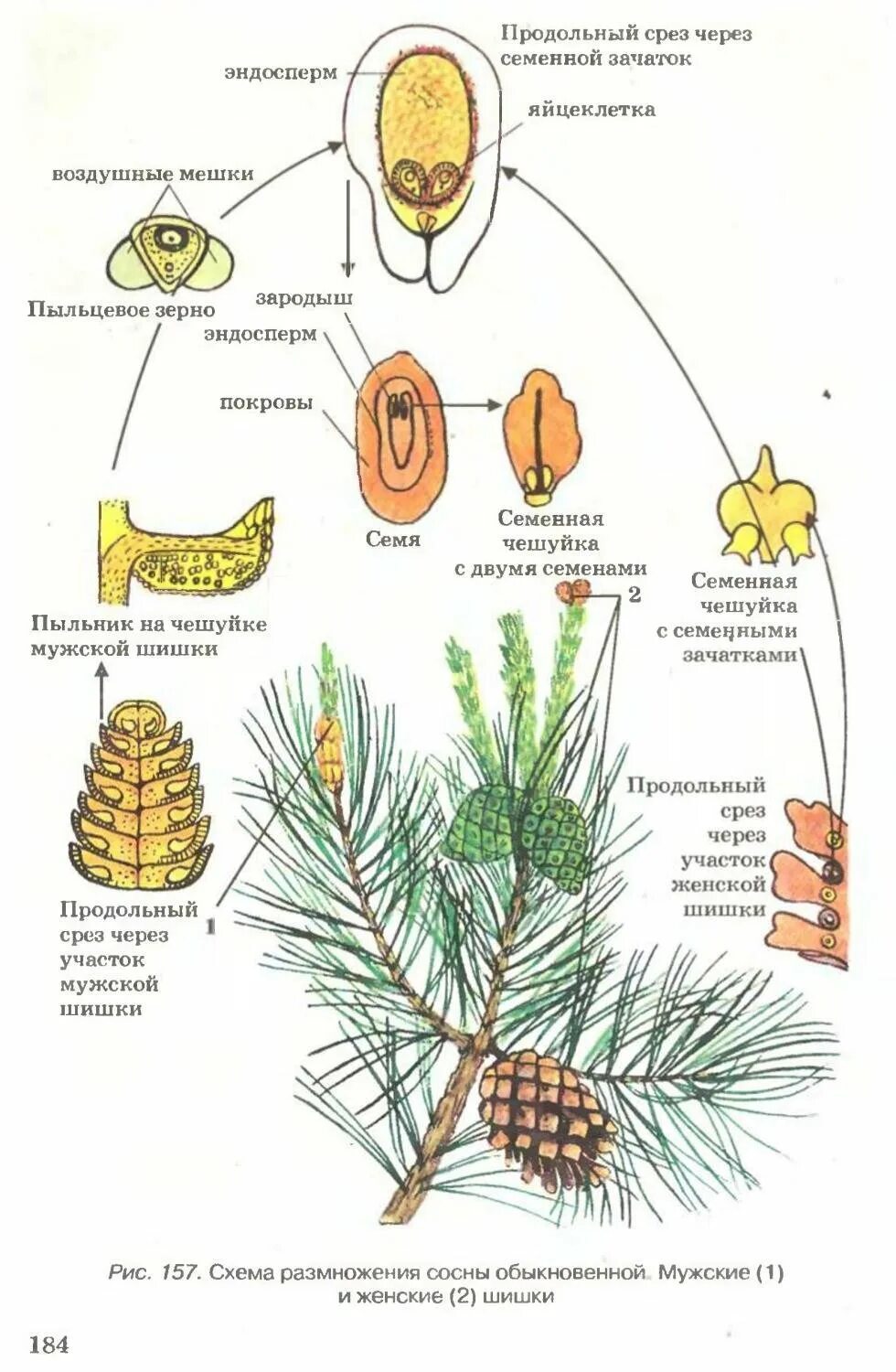 Семенные растения с шишками