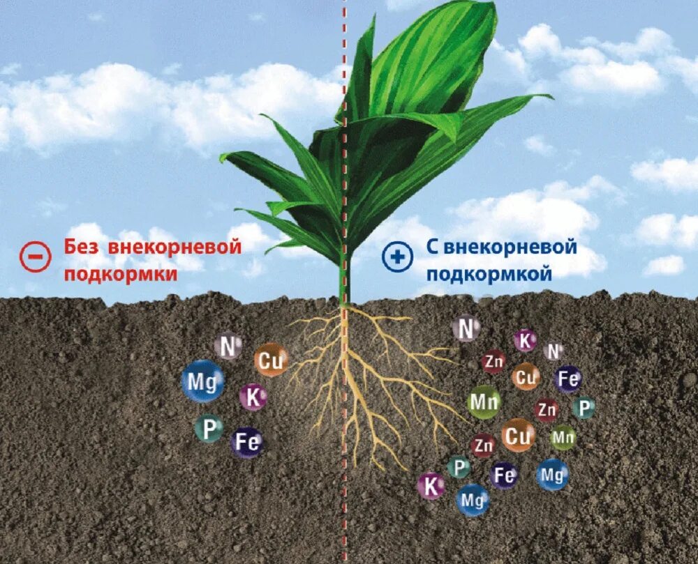 Микроэлементы для растений. Подкормка растений. Микроэлементы в почве. Удобрение для внекорневой подкормки. Микроудобрения содержат