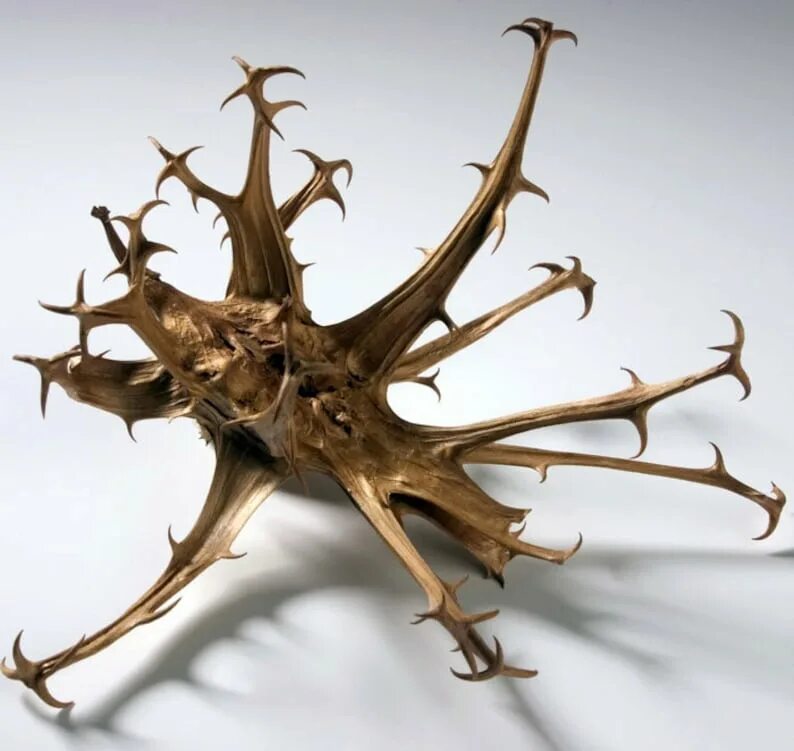 Когти корень. Коготь дьявола растение. Коготь дьявола растение. Мартиния душистая коготь дьявола. Когти корень.