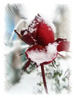 Цветок на снегу книга