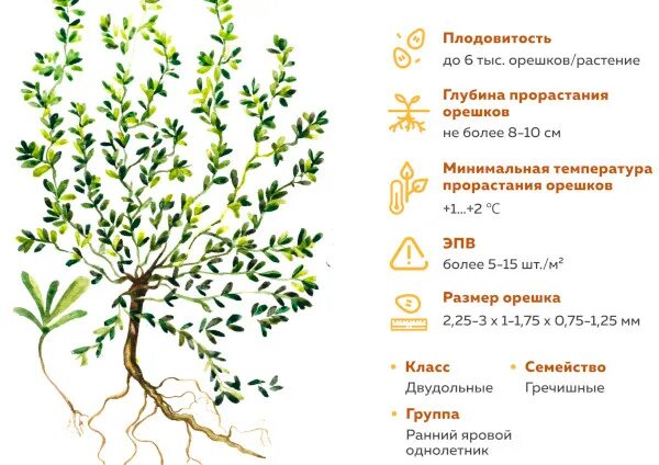 Горца спорыш птичьего спорыша. Трава спорыша инструкция. Птичий горец трава инструкция по применению. Спорыш инструкция по применению отзывы. Трава спорыша инструкция.