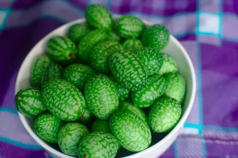 Мелотрия рецепты