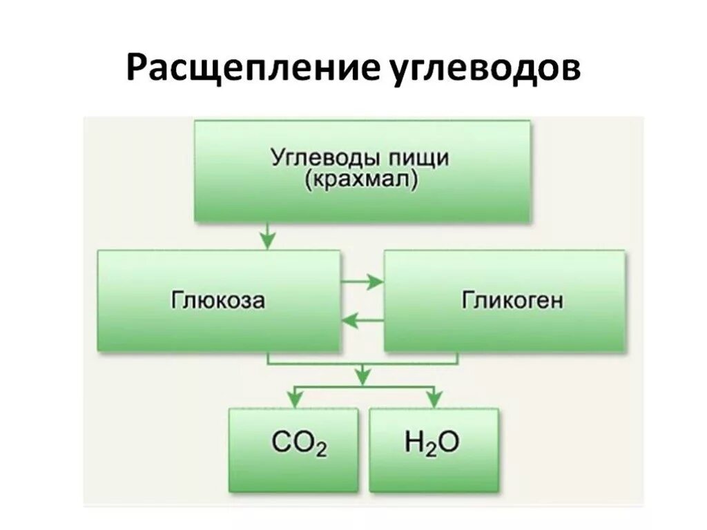 Расщепление углеводов реакция. Конечные продукты распада углеводов в организме. схема расщепления углеводов. конечный распад белков жиров и углеводов. на что расщепляются углеводы в организме.