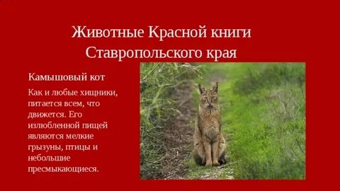 Животные занесенные в красную книгу ставропольского