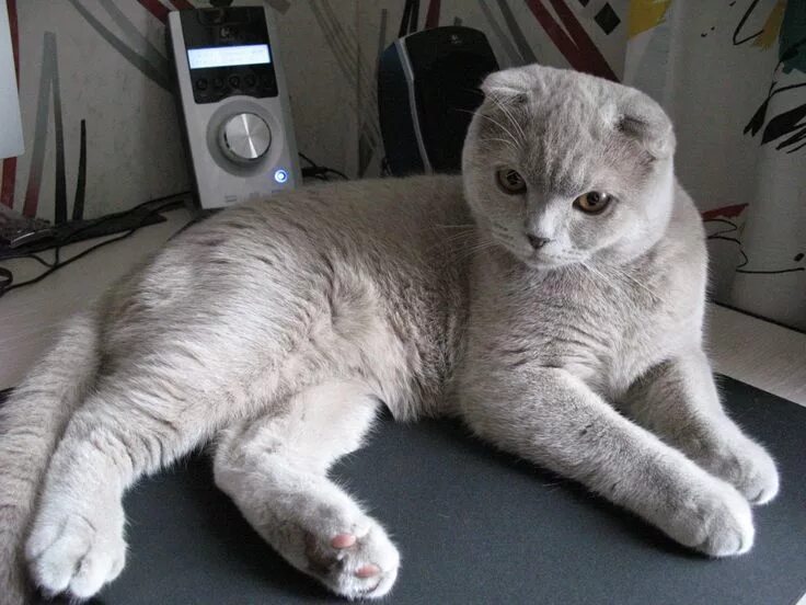 Шотландский вислоухий кот белый. Вислоухий шотландец шиншилла полосатый. Шотландский вислоухий кот биколор. Шотландская вислоухая кошка белая с серым. Шотландский скоттиш фолд биколор.
