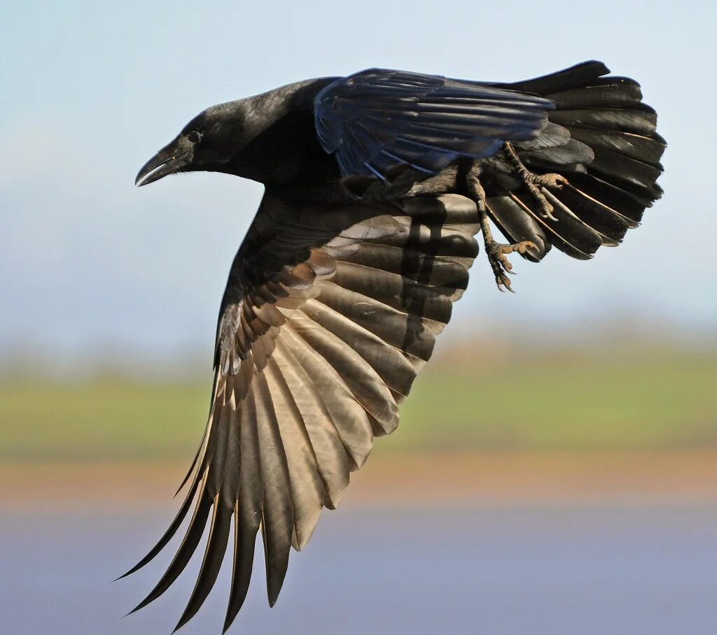 Crow get