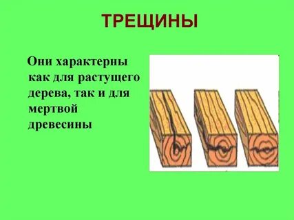 Заготовка древесины пороки древесины технология 6 класс