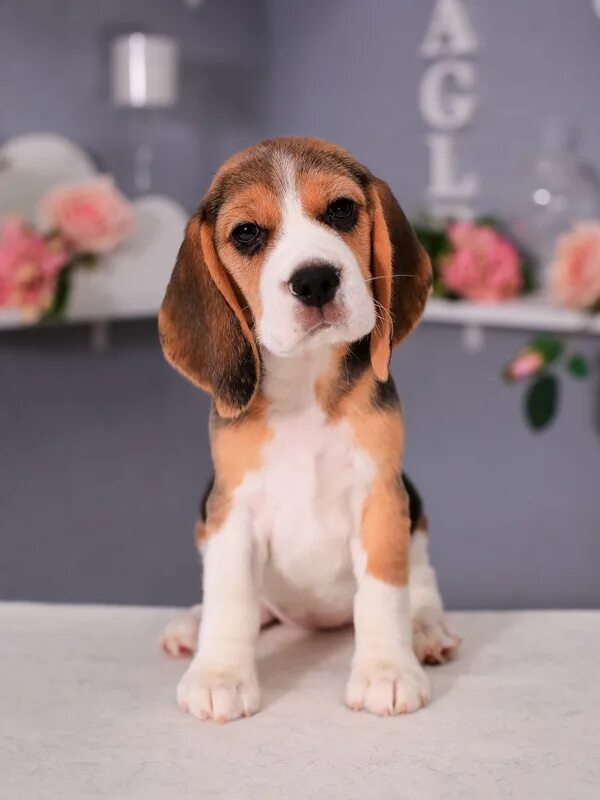 бигль купить щенка в туле. щенки бигля. бигль щенок 3 месяца. порода бигль. бигль щенок девочка.