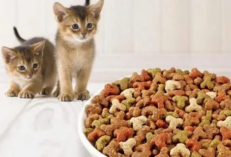 Корма для животных кошек