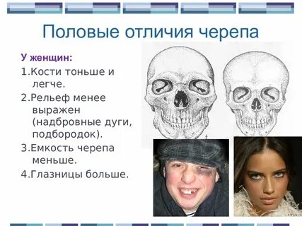 Отличия мужского и женского черепа