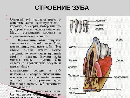 Строение стр