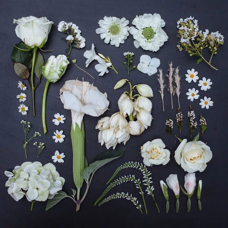 Как называется коллекция цветов. Emily blincoe «arrangements». гербарий из цветов. цветы гербарий.
