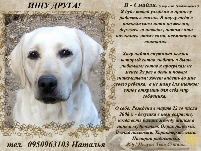 Как назвать щенка лабрадора. Кличка для лабрадора девочки. клички для лабрадора. клички для собак. имя для лабрадора.