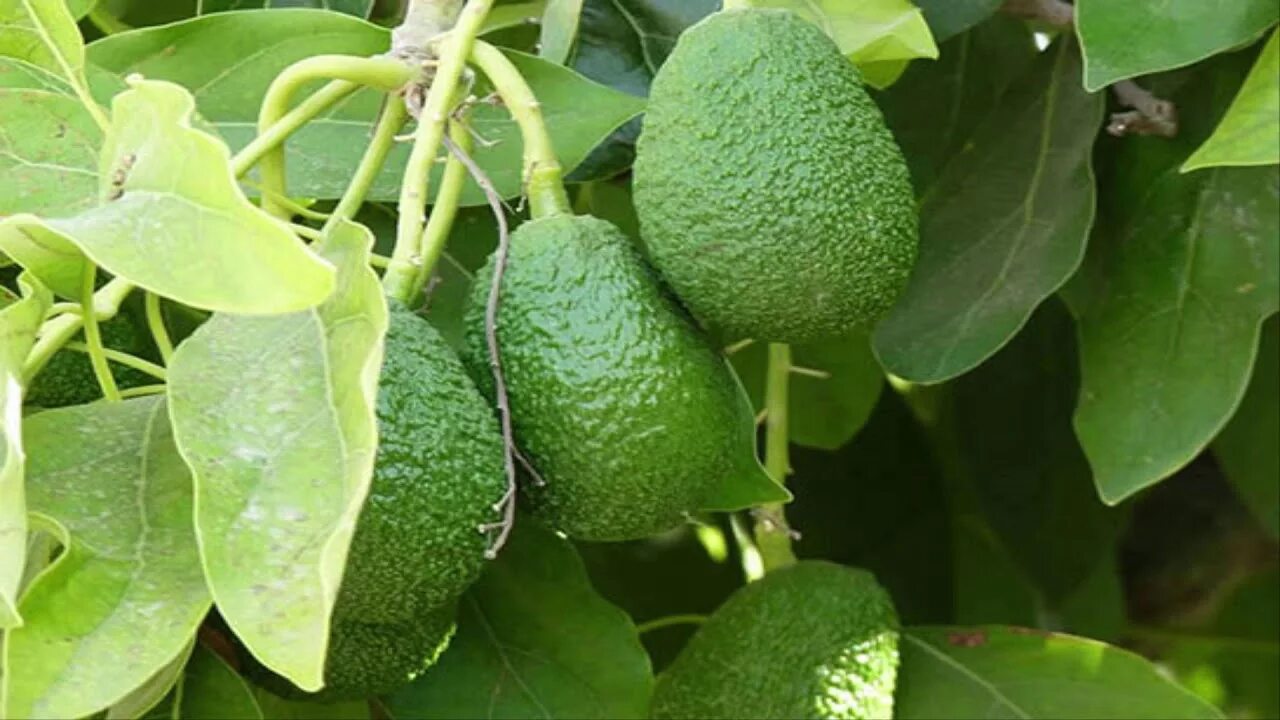 Best fertilizer for avocado. Самое лучшее удобрение для авокадо. Engrais magique