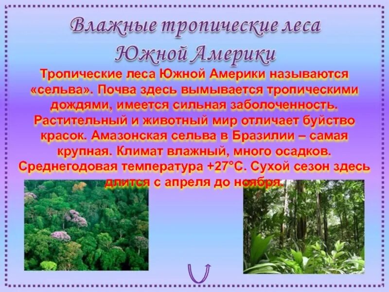 Растительность сельвы в Южной Америке. Растительный мир сельвы в Южной Америке. Почвы сельвы в Южной Америке. Влажный экваториальный лес Южной Америки.