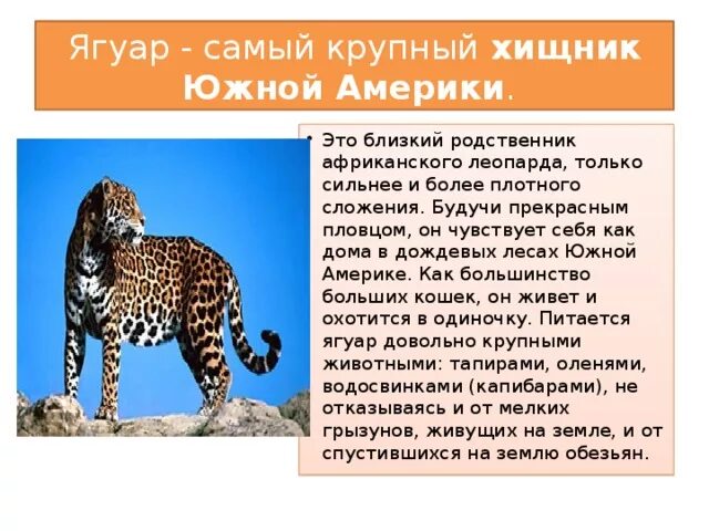 Самый крупный хищник Южной Америки. Познавательный рассказ о Ягуаре. Презентация на тему Ягуар. Доклад о животном Южной Америки Ягуар.