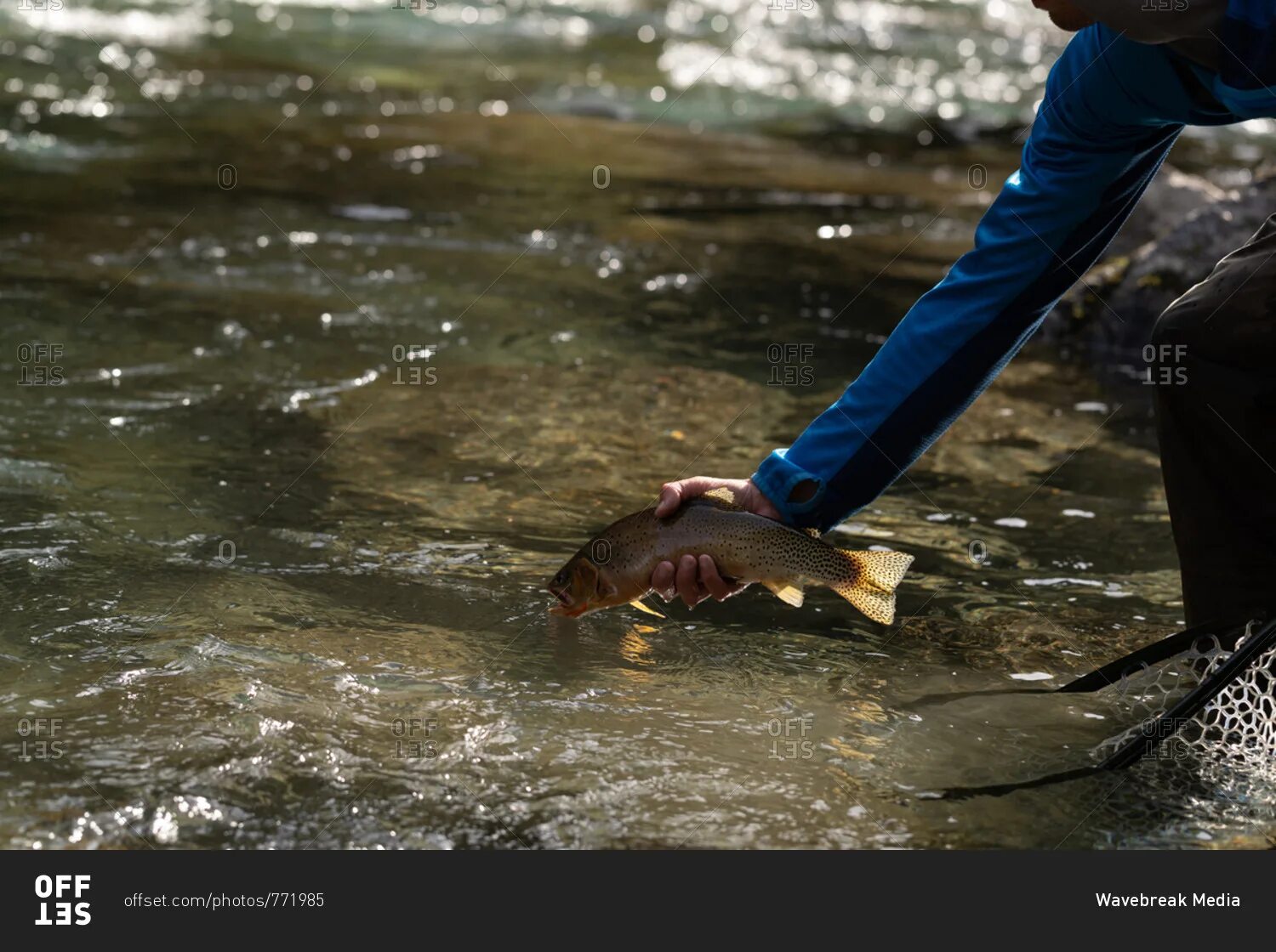 Рыба в ручье. Рыбак выпускает рыбку. Рыба из ручейка. Потоковый ручей для рыб.
