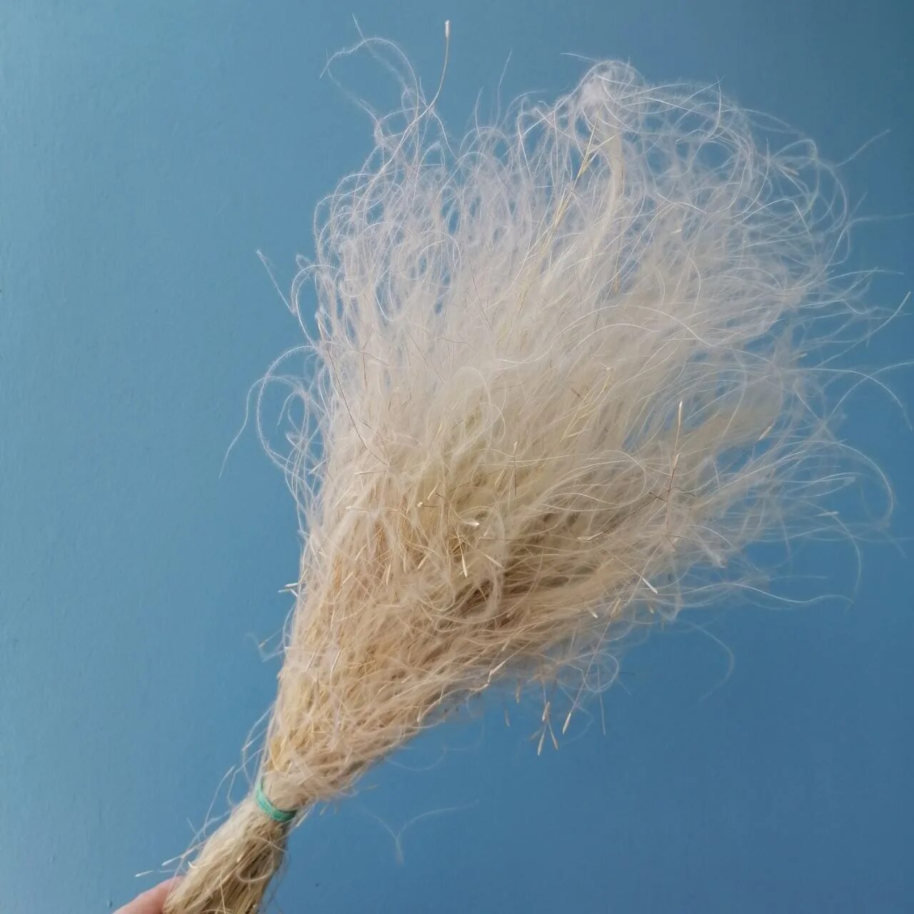 ковыль флористический. ковыль cухоцвет. ковыль cухоцвет. стифа ковыль. ковыль сухоцвет.