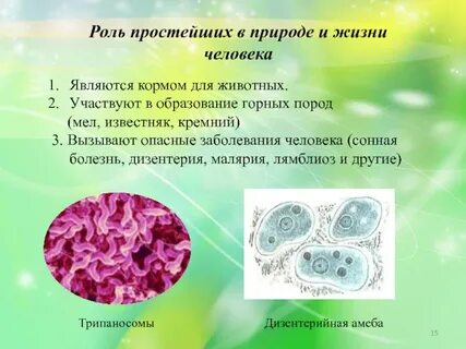 Какова роль простейших в жизни человека