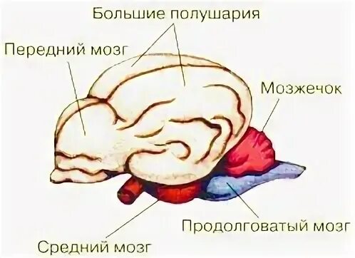 Спинной мозг 8 класс биология учебник. Головной мозг презентация 8 класс пасечник. Строение головного мозга 8 класс. Головной мозг биология 8 класс. Учебник по биологии 8 класс класс пасечник.