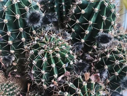 Cactus black