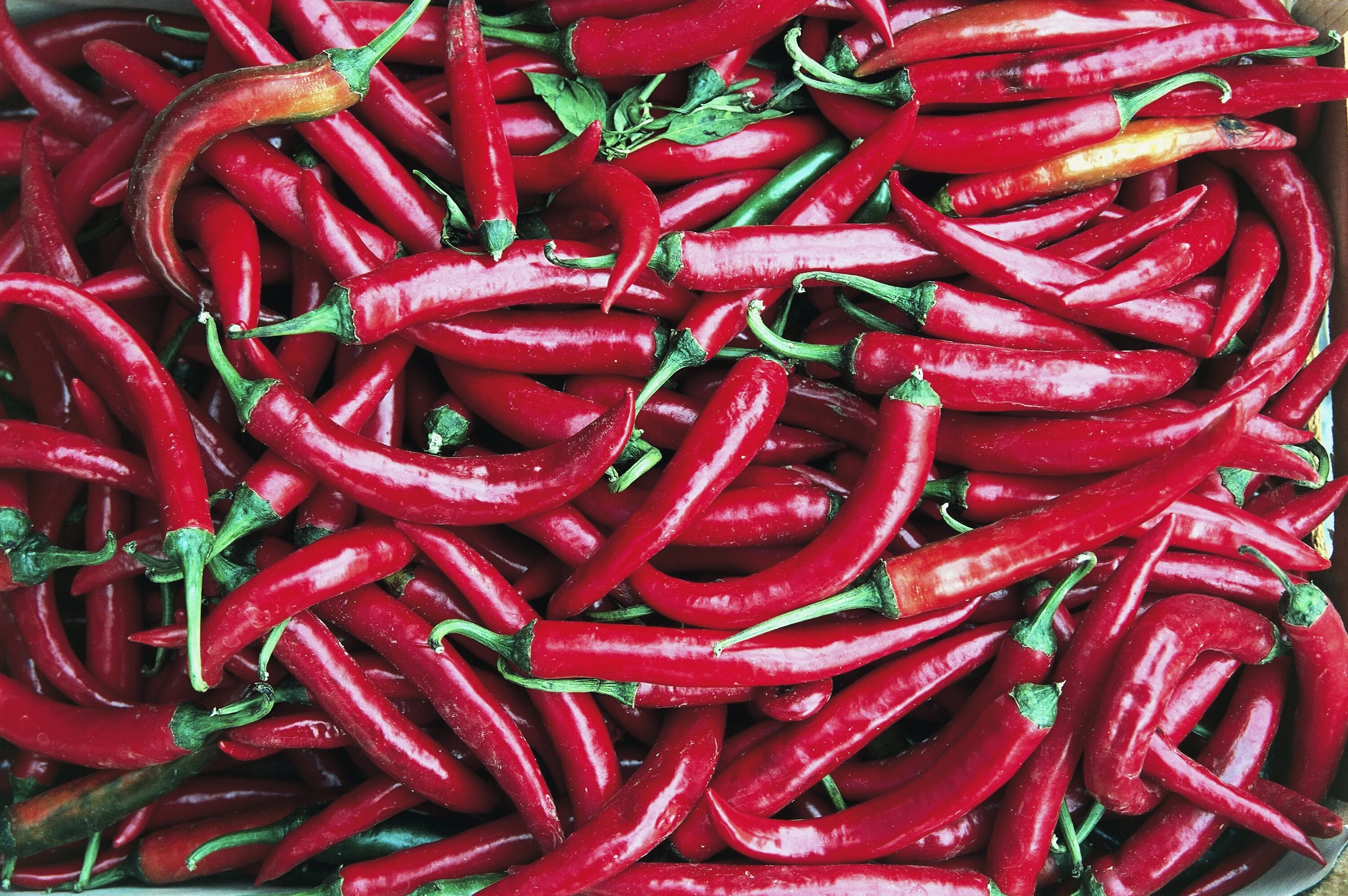 Much pepper. Острый перец стилистика. Briar Peppers. Перец boldog Hungarian Spice hot Peppers. Перец большой Джим.