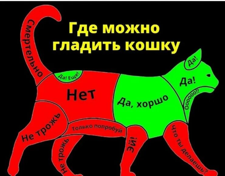 Почему коты любят когда их гладят. Где нельзя гладить кошку. Где можно гладить собаку чтобы ей было приятно. Почему коты любят когда их гладят. Где правильно гладить кота.