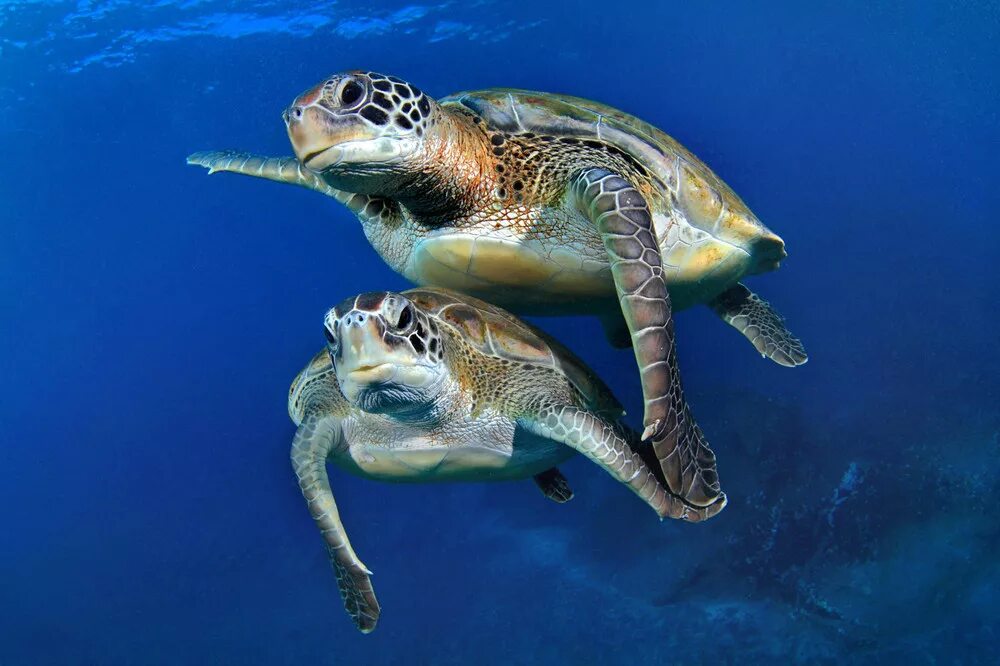Черепахи пара. Водные животные. Животные под водой. Черепахи Атлантического океана. Две морские черепахи.
