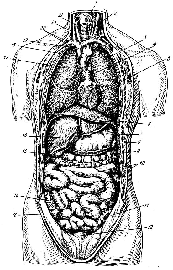 Органы живота. Анатомия органов брюшной полости. Анатомия брюшной полости мужчины. Брюшная полость строение анатомия. Анатомия органов брюшной полости мужчины.