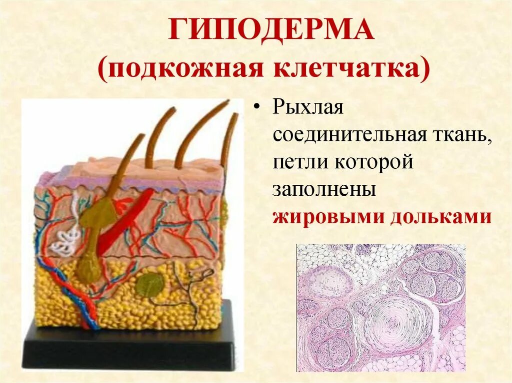 Клетчатка строение и функции. Строение кожи гиподерма. Подкожно-жировая клетчатка (гиподерма). Строение кожи подкожная жировая клетчатка гиподерма. Строение подкожной жировой ткани.