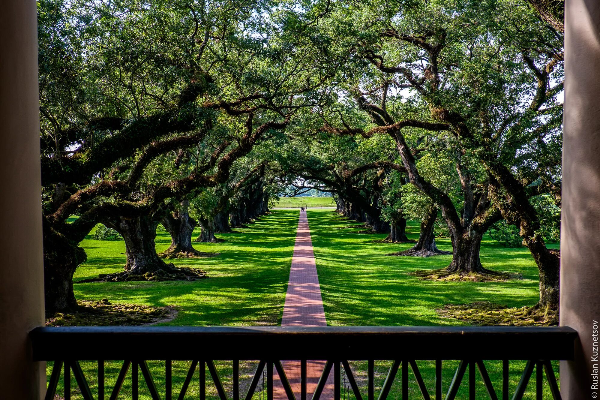 Деревья штатов сша. Луизиана климат. Южная каролина сша города. Деревья в аризоне. Тилландсия уснеевидная деревья луизиана.