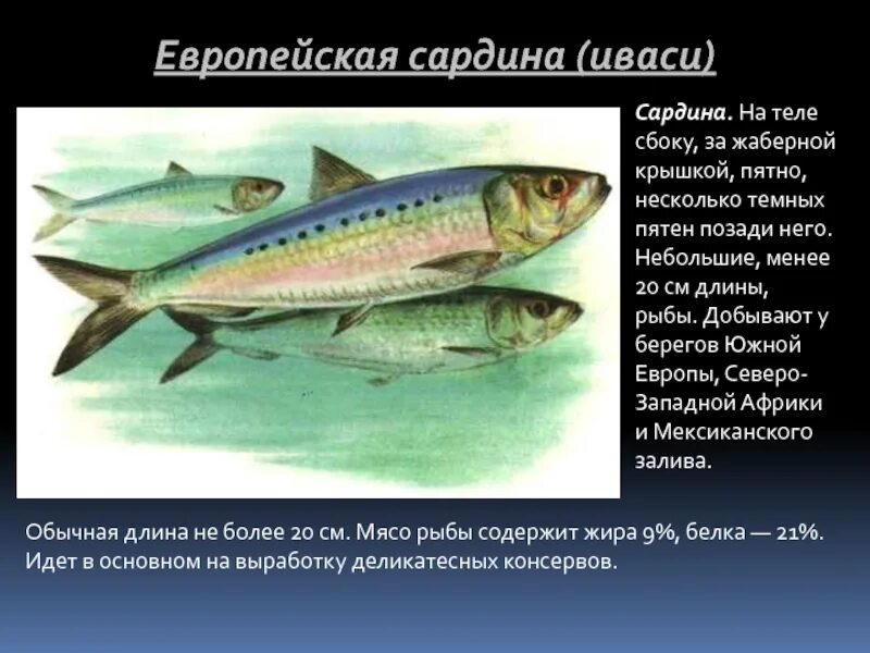 Иваси характеристика рыбы. Иваси семейство сельдевых. Семейство сардиновых рыб. Сардина (Иваси). Иваси ударение
