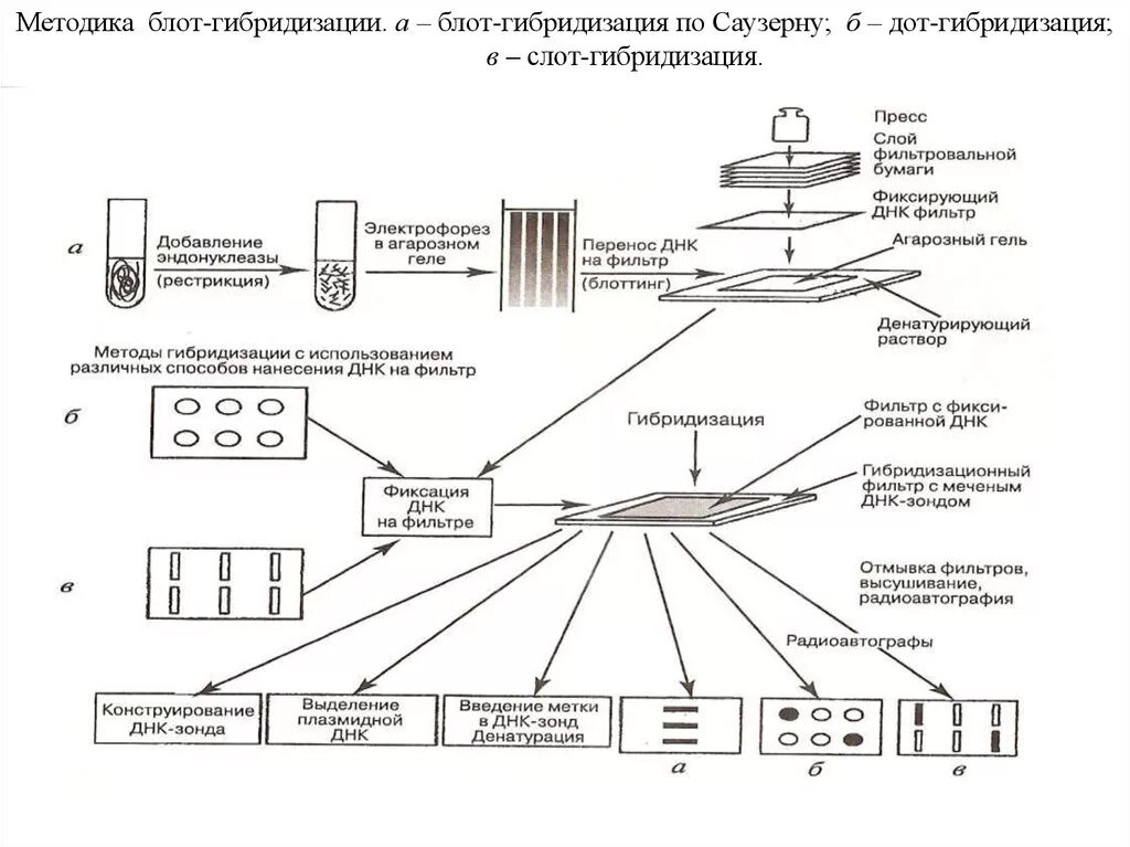 Схема Блот-гибридизации по Саузерну. Методика Блот-гибридизации по Саузерну. Блот гибридизация по Саузерну. Гибридизация ДНК Саузерн Блот.