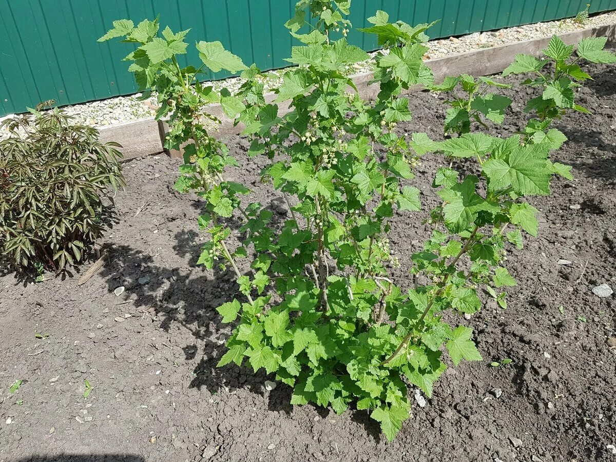 Плохо растет смородина. Смородино-крыжовниковый гибрид йошта. смородина пигмей куст. кусты смородины и крыжовника.