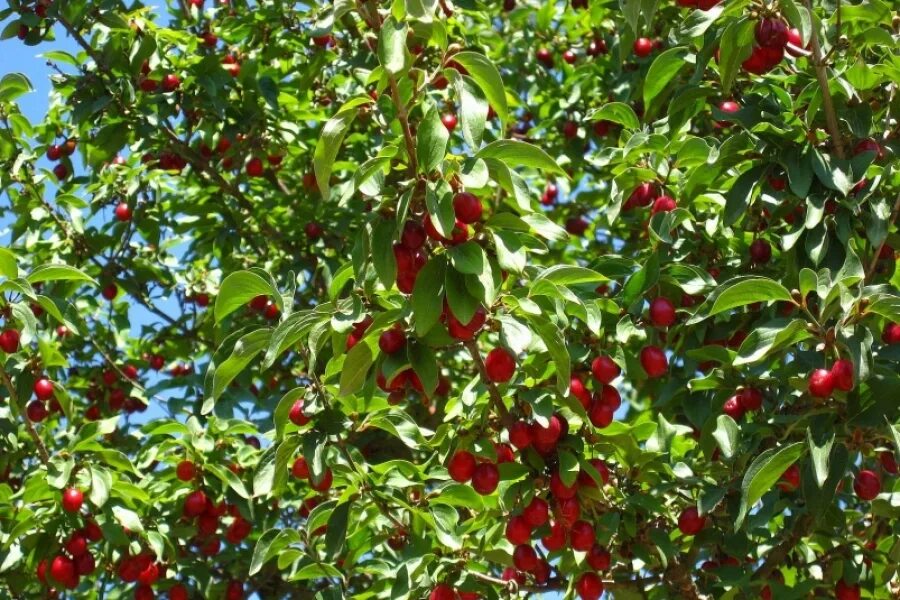 Как выглядит дерево вишни фото File: Wikipedia