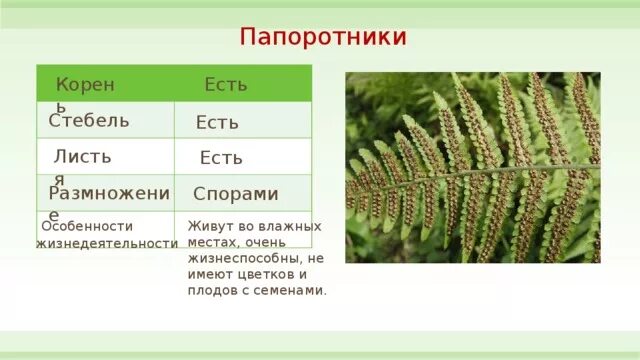 У папоротников есть цветки