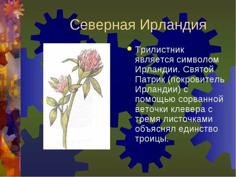 Какой цветок является символом австрии. Национальный цветок. национальный цветок ирландии интересные факты. интересные факты о трилистнике. цветок покровитель ирландии.