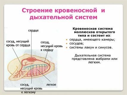 Лакуны кровеносной системы
