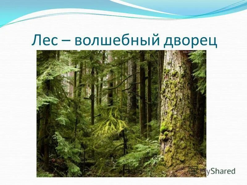 Лес волшебный дворец 3 класс перспектива. Лес волшебный дворец ярусы. Лес-волшебный дворец 3 класс тест перспектива. Презентация на тему лес волшебный дворец. Значение леса место отдыха.