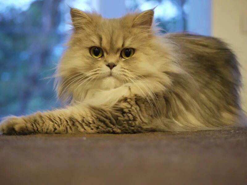 Персидская длинношерстная шиншилла. Ширази кошка. Ширази кот порода. Персия кошка Персидская.