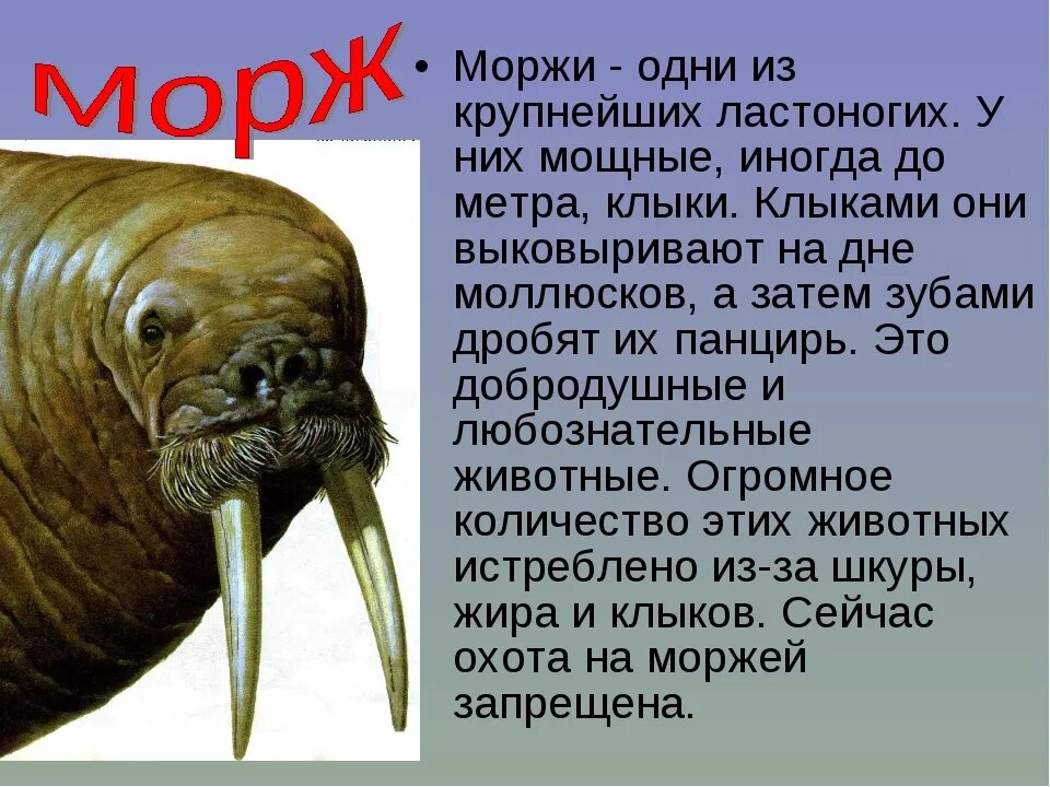 Интересные факты о моржах. Интересные факты о моржах 4 класс. Морж интересные факты для детей 1 класса. Морж защищается клыками.