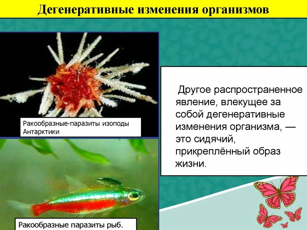 Изменения организма в течении жизни это. Ракообразные прикрепленный образ жизни. Ракообразные-паразиты изоподы Антарктики. Ракообразные паразиты рыб.