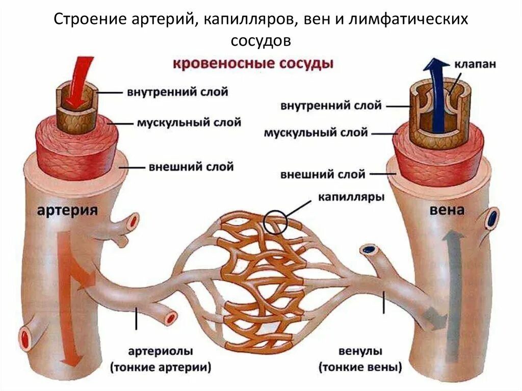 Схема строения стенки артерий вен капилляров. Строение кровеносных сосудов человека анатомия. Строение сосудов артерия Вена капилляр. Строение артерий вен и капилляров анатомия. Капеляр