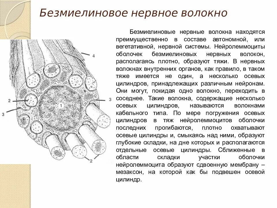Безмиелиновые нервные волокна гистология. Строение миелинового нервного волокна. Нервные волокна. Миелиновые волокна гистология. Схема строенимиелинового нервного волокна.