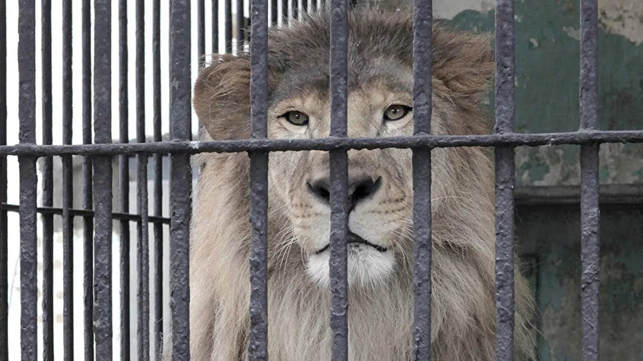 1 раз в зоопарке. Андижан зоопарк. кабульский зоопарк. лев в зоопарке.