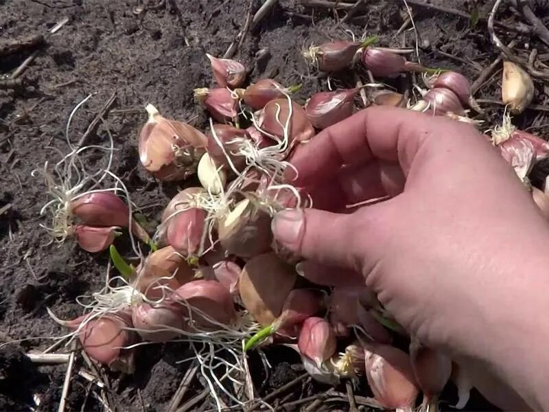 Какой чеснок сажать весной в открытый грунт. Посадка ярового чеснока весной. Всходы озимого чеснока. Посадка ярового чеснока весной в открытый. Всходы бульбочек.